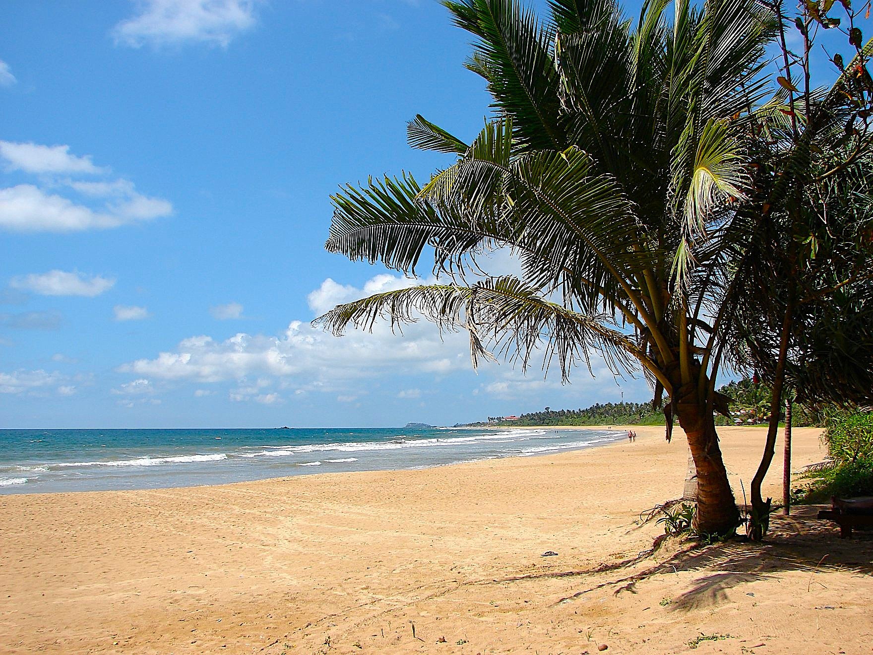 Induruwa beach with palm trees