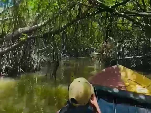 Bentota River boat safari through the mangroves