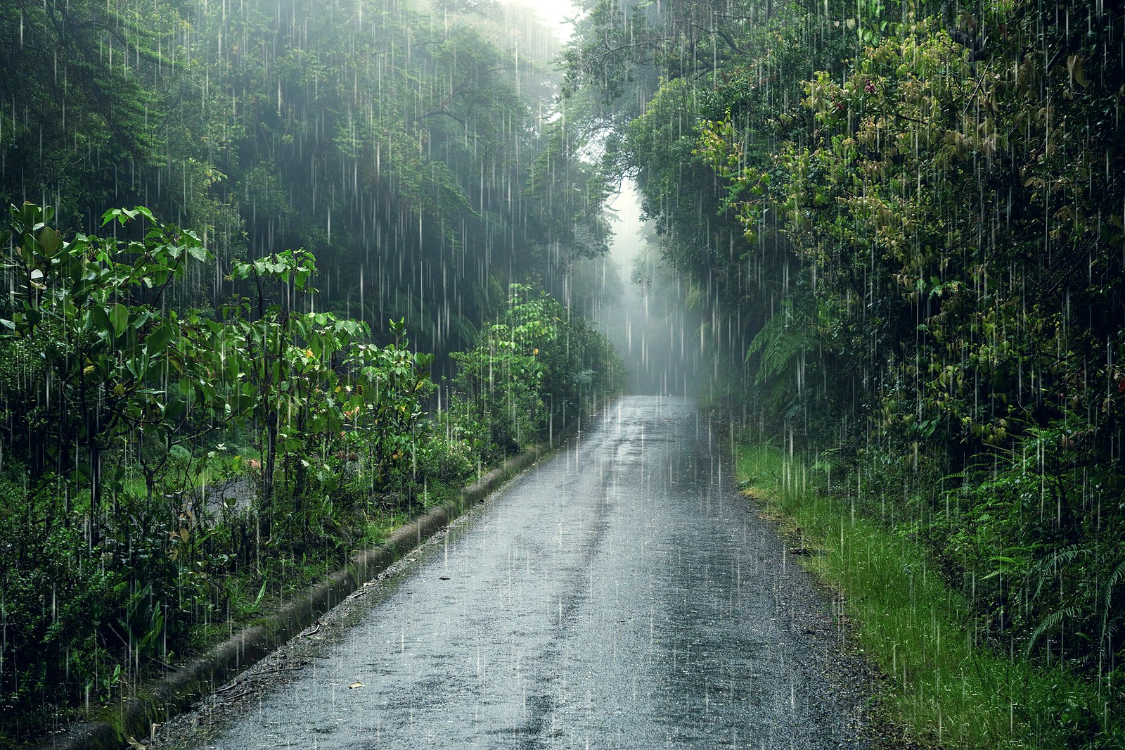 Wet season Sri Lanka monsoon — lush tropical rain