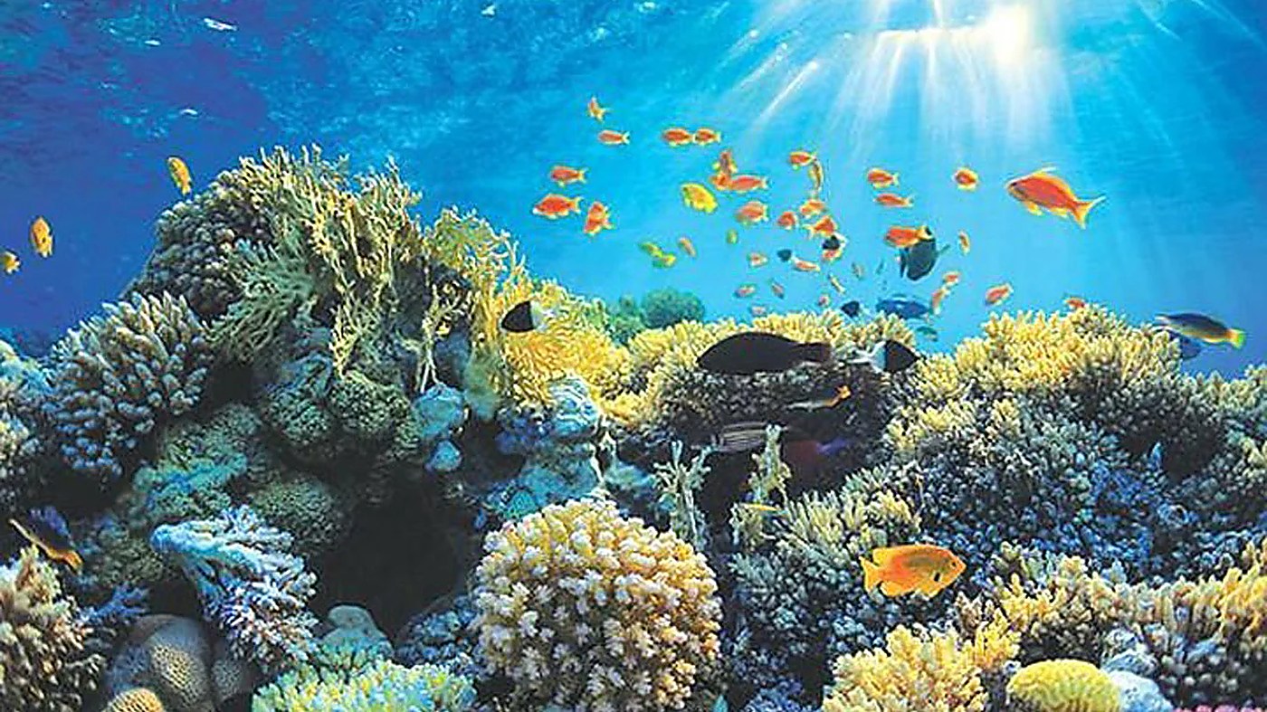 Hikkaduwa coral reef snorkelling