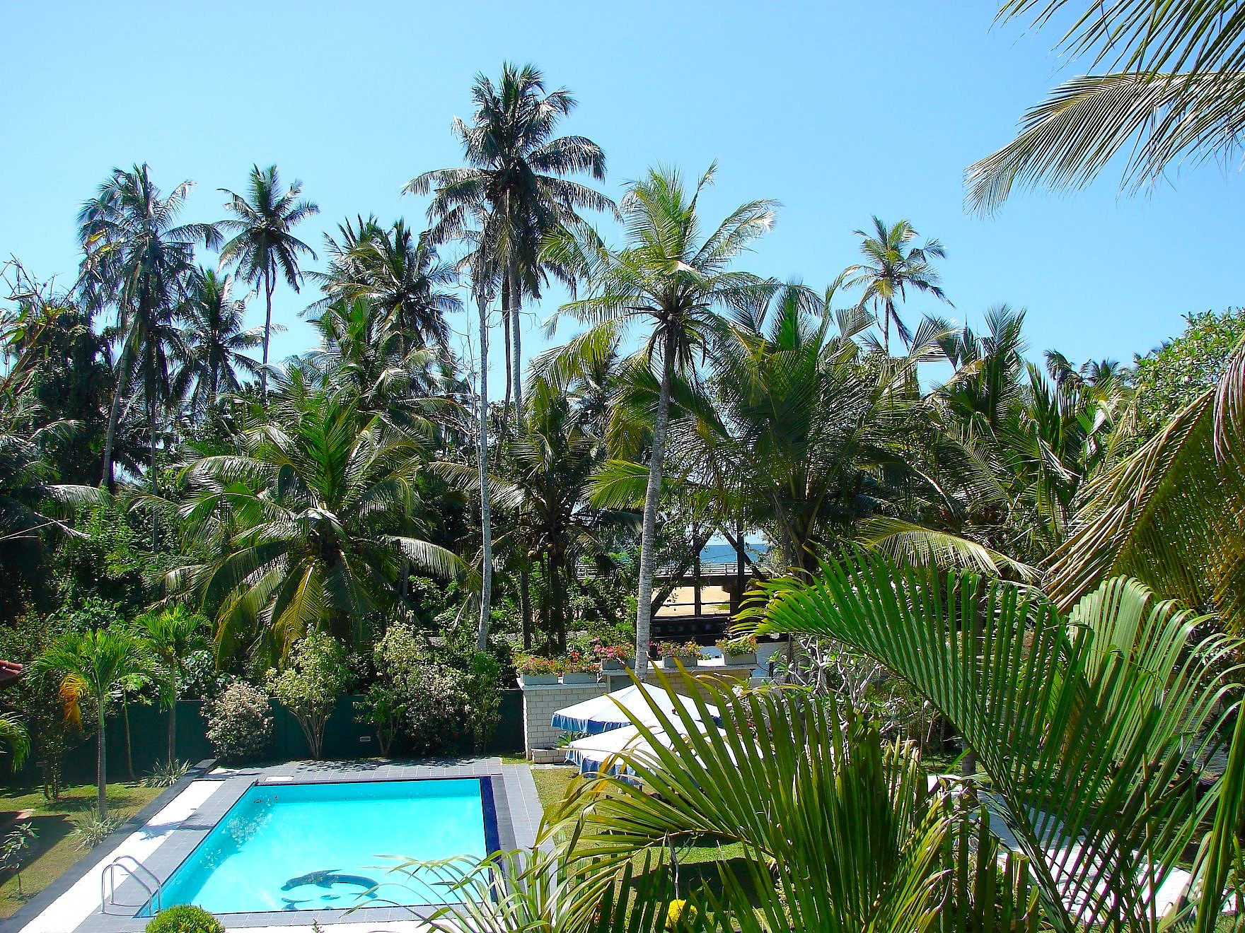 Pool and tropical garden