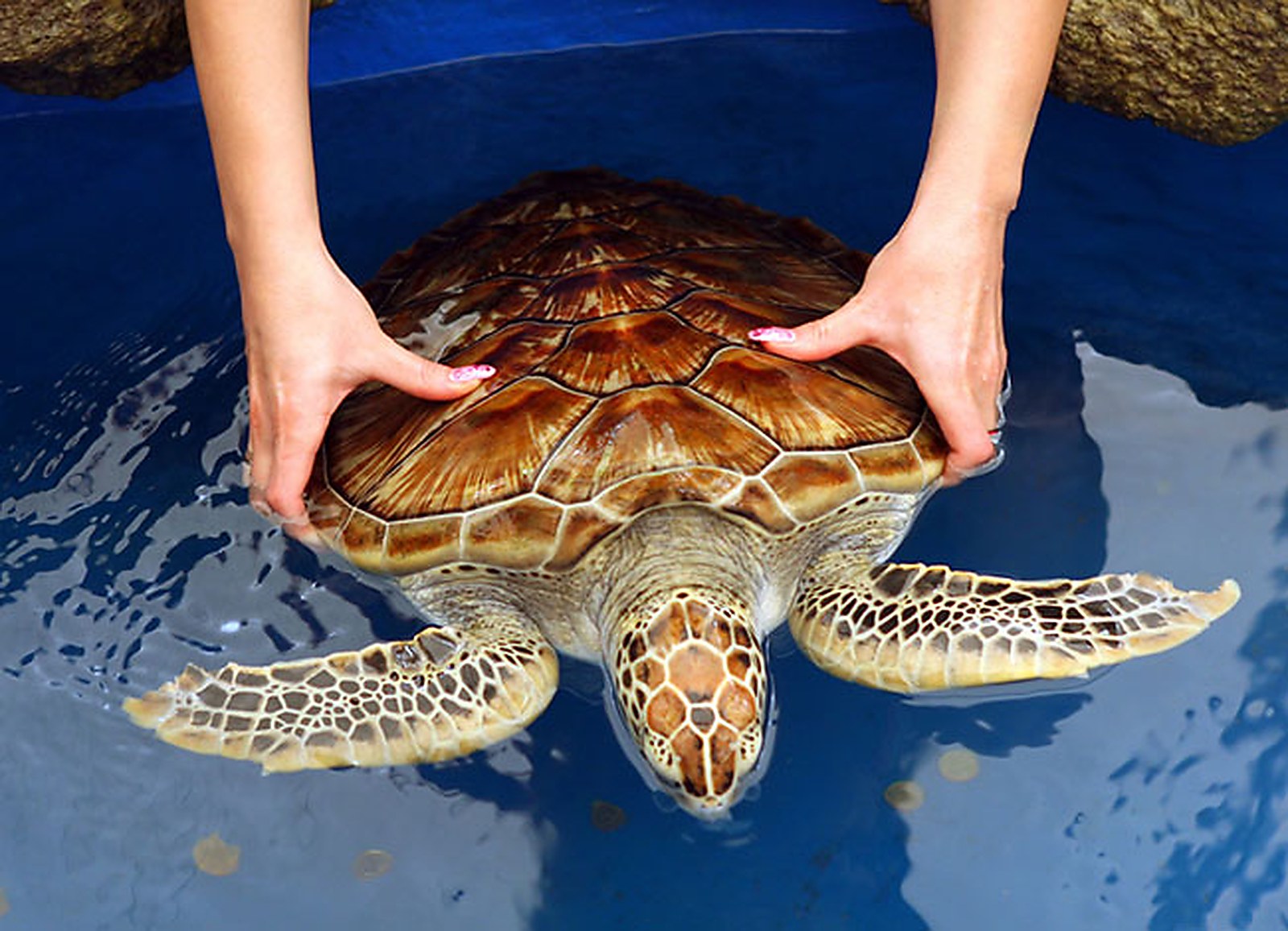 Sea turtle conservation