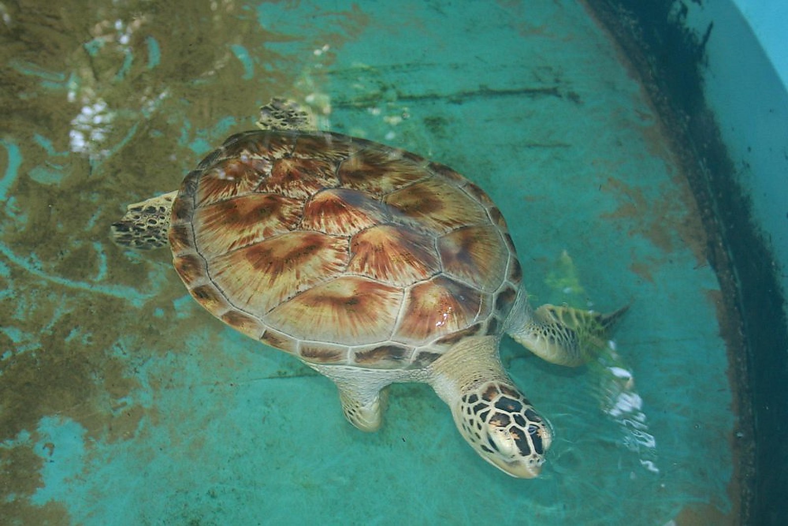 What Happens at the Hatchery — Villa Estuary Sri Lanka