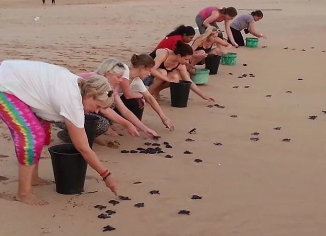 Sea Turtle Hatchery