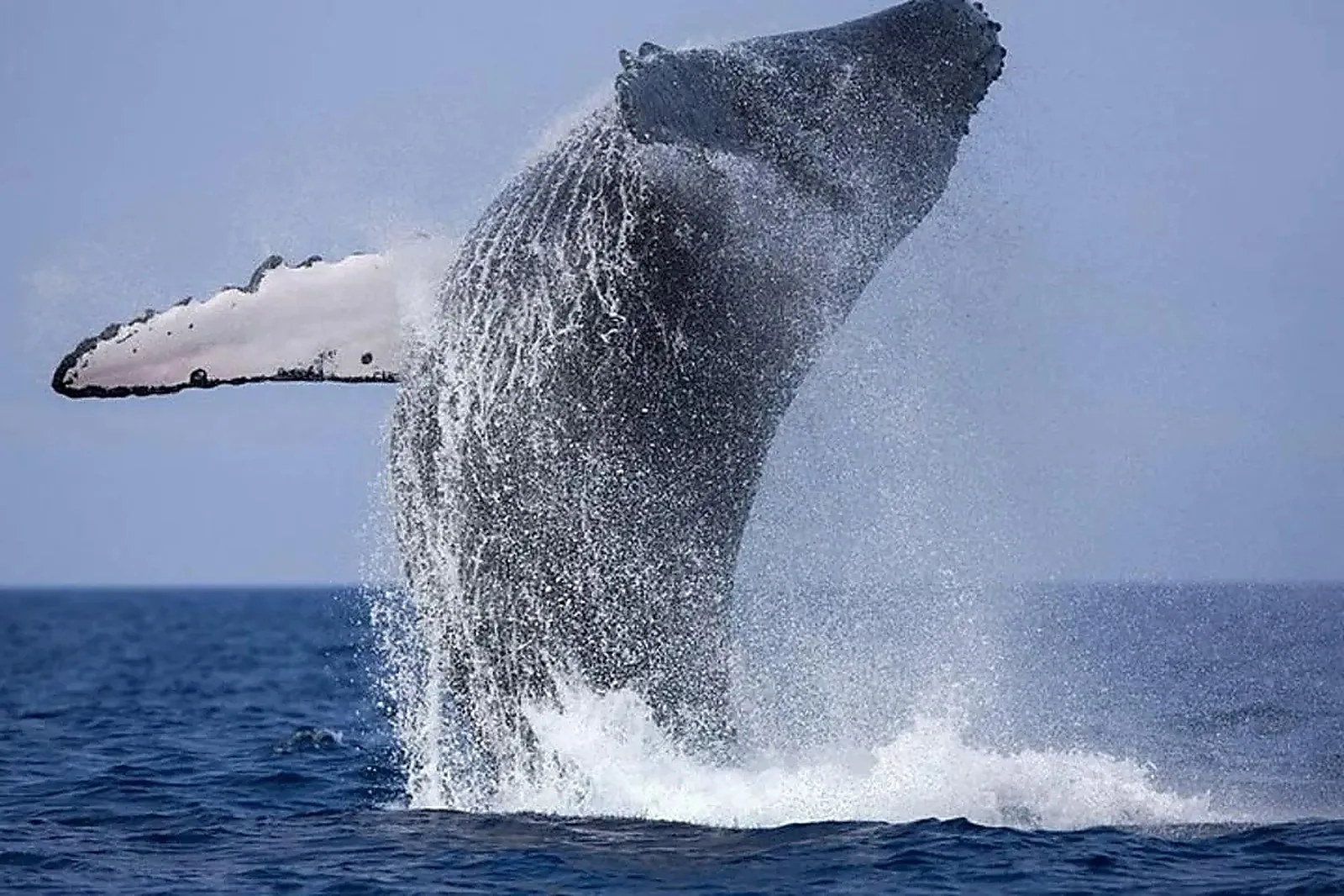 Whale & Dolphin Watching
