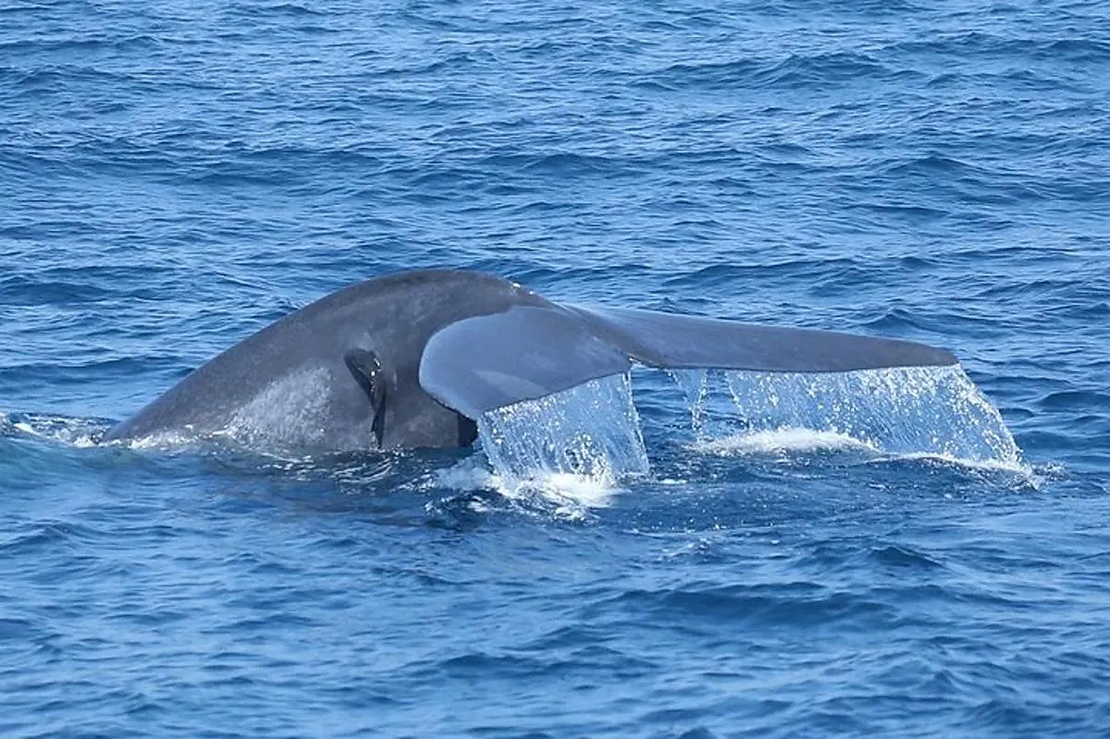 Glass-Bottom Boat & Coral Reef — Villa Estuary Sri Lanka