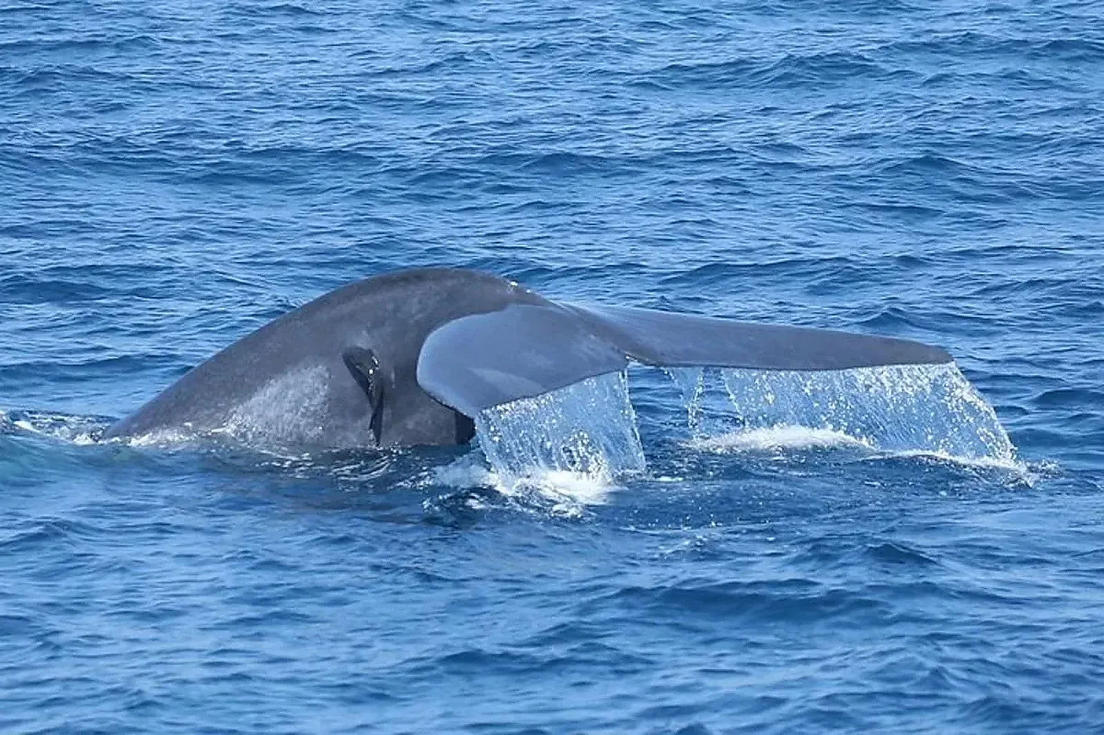 Boat Trips & Whale Watching